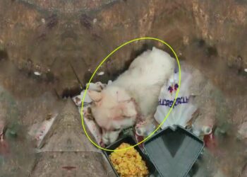 Left for Dead in a Trash Can, Barely Breathing—Now, She’s a Loving Mother, a True Miracle! 💔