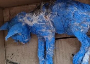 Painted Like a Toy and Thrown Away—A Helpless Puppy Cries in the Middle of Nowhere