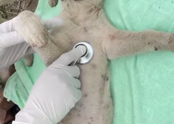 Starving, Weak, and Fading Away: A Helpless Dog on the Brink of Death Gets a Miraculous Rescue Just in Time