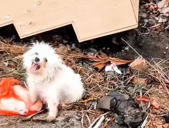 💔 Desperate Mother Dog Begs Strangers to Save Her Abandoned Puppies Trapped in a Bag 😢🙏