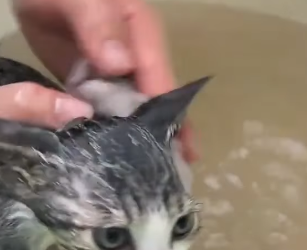 🔴The Next Part Of The Rescue Process