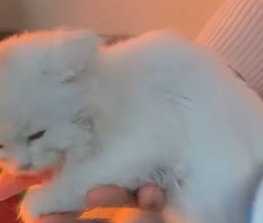 🔴The Next Part Of The Rescue Process