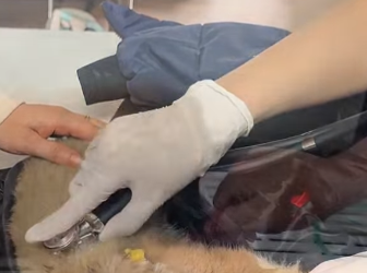 🔴The Next Part Of The Rescue Process