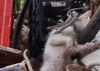 💔 Tiny Kitten Trapped in Tangled Ropes, Weak and Starving, Desperately Waiting for a Miracle😢🙏