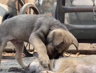 💔 Strangled and Lifeless: Dog Chokes on Tight Rope, Eyes Closed in Despair—His Loyal Friend Begs for Help😢🙏