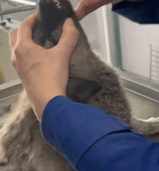 T2604035 Rescue of a small dog abandoned in the middle of nowhere❤️ part2