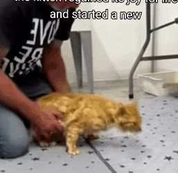 T2604034 Rescue of a little kitten abandoned in the middle of the street part2