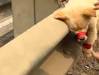 💔 Helpless Dog With Mouth and Paws Sealed Shut, Hung on a Highway Rail—A Miraculous Rescue Gives Him a Second Chance 😢🙏