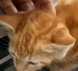 T2604045 Saving a little abandoned kitten who is not doing so well❤️ part2