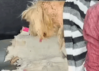 T2604038 Rescue of an abandoned dog in a countryside part 2