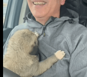 T2604057 Rescue of a small abandoned dog❤️ #heroes#rescue#puppy part2