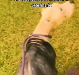 T2604050 Rescue of an abandoned dog in a countryside with an eye problem part 2