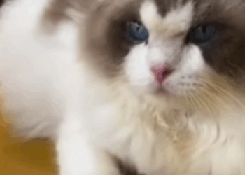 T2604058 Rescue of an abandoned cat in the middle of the street part 2