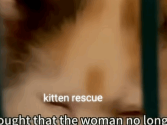 T2604042 Rescue of a little kitten abandoned in a parking lot❤️ #her part 2