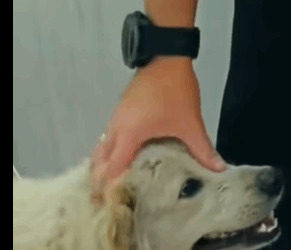 T2604053 Rescue of an abandoned dog in the middle of the snow part2