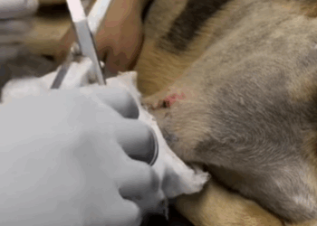 T2604049_Rescue of a dog abandoned in the street part 2