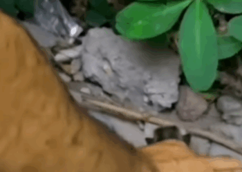 T2604047_Rescue of a small abandoned and disabled dog in difficulty❤