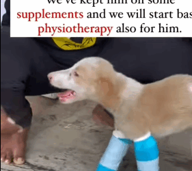 T2604052 Rescue of a small abandoned dog with paw problems #heroes part2