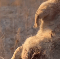 T2604041 Rescue of a small dog abandoned in the countryside part2