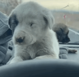 T2604048 Abandoned dogs in the middle of the countryside part2