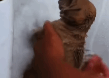 T2604054 Rescue of a small dog abandoned in a plastic box part2