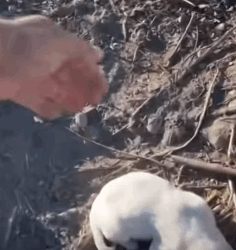 T2604060 I rescued a family of dogs abandoned in the garbage part2