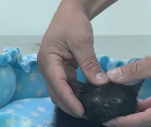 🔴The Next Part Of The Rescue Process