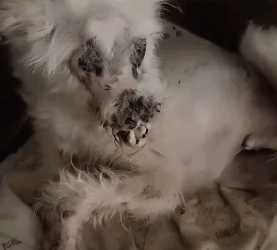 T0305015 No one needs me  #pet #trending #fyp #xuhuong #petsoftiktok #dog #dogsoftiktok part2