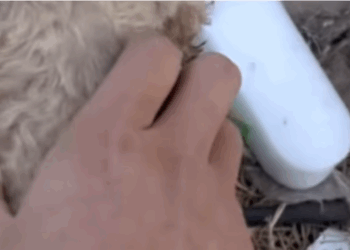 T0106029 Help hungry stray dog fyp dogs foryou helpanimals loveanimals part2