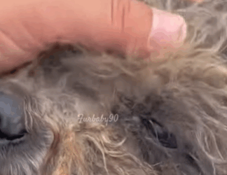 T0106041 Help the dog wandering on the road fyp dogs helpanimals foryou part2