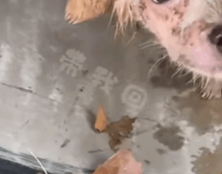 T0106016 Help abandoned dog with allergies all over its body fyp helpanimals part2