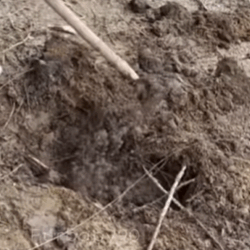 T0106021 I hope the dog doesn t have to suffer in his next life fyp dogs part2