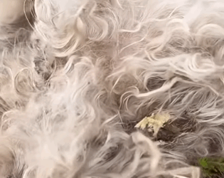 T0106019 fyp helpanimals part2