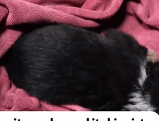 T0106006 Rescue a puppy part2