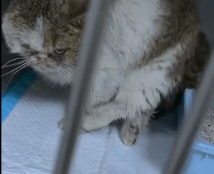 T1305003 Love fixed her soul part2