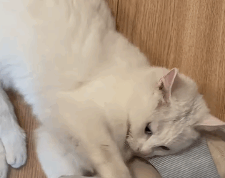 T1305007 All he wanted was love part2