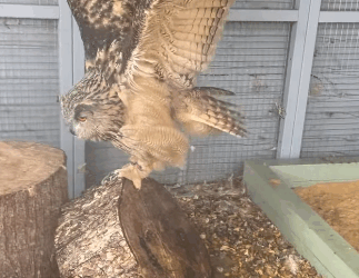 T0106013 Rescue a owl part2