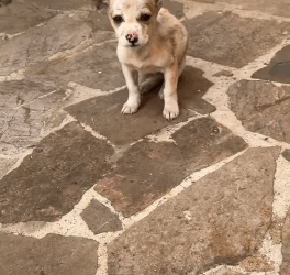 T0305002 Poor dog part 1 #pet #xuhuong #fyp #trending #dog #dogsoftiktok #petsoftiktok part2