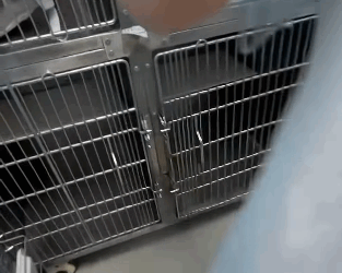 T1305001 No voice. Just Eyes part2