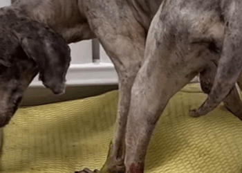 T0106049 fyp dogs helpanimals loveanimals foryou part2