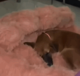 T1405009 Rescue dog heroes rescue dog abandoned part2