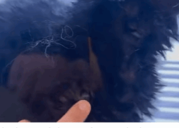 T0106003 Rescue poor stray cats rescuecat fyp foryoupage poor save move part2