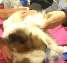 T1405012 Rescue of a family of dogs but the mother is not well part2