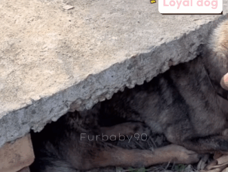 T0106028 Dogs are always loyal to their owners fyp dogs foryou helpanimals part2