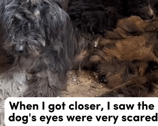 T0106036 These dogs need human care fyp dogs helpanimals loveanimals foryou part2