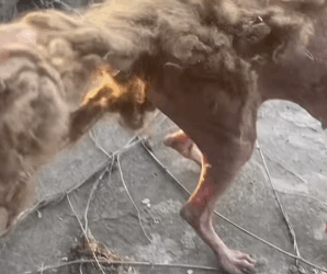 T0106047 Help the poor abandoned dog fyp dogs helpanimals loveanimals part2