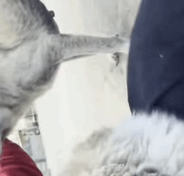 T1405017 Rescue an abandoned dog Rescue with problem with his leg part2