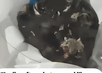 T0106015 Rescue a cat part2