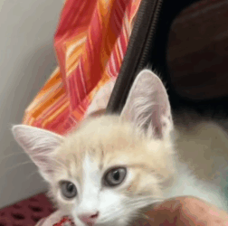 T1405007 Rescue an abandoned cat kitten heroes rescue part2