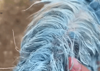 T0106035 Part Poor dogs covered in paint fyp dogs helpanimals loveanimal part2